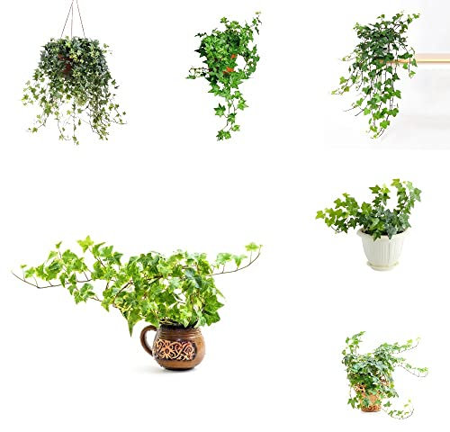 Efeu Samen/Efeu Pflanze,Kletterpflanzen Winterhart,Gartenpflanzen Winterhart MehrjäHrig,Efeutute Zimmerpflanze,Steingartenpflanzen Winterhart-150stüCk