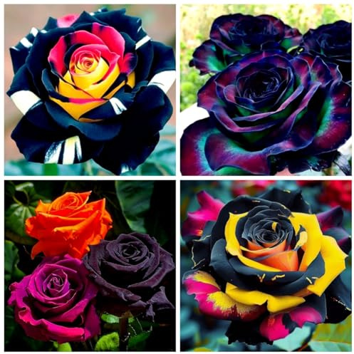 Edelrose – Winterharte Rose für sonnigen Garten, blühintensiv und langlebig-B-1 knolle