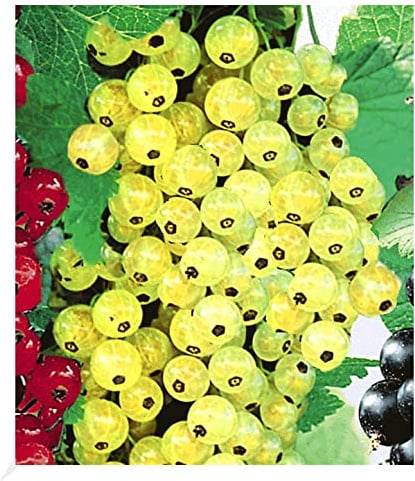 BALDUR Garten 1x Johannisbeere 'Goldgelbe Versailler', Pflanze 2 Liter-Topf