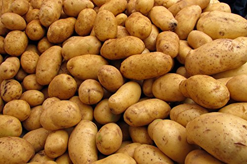 Heidesand Pflanzkartoffel BELANA 5Kg, festkochend früh