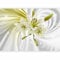 Papier peint murando panoramique nature 400x280 cm - Revêtement mural décoration salon - Design moderne - Lueur fleurs colorées lys nature plantes modernes tourbillon vert b-A-0317-a-d