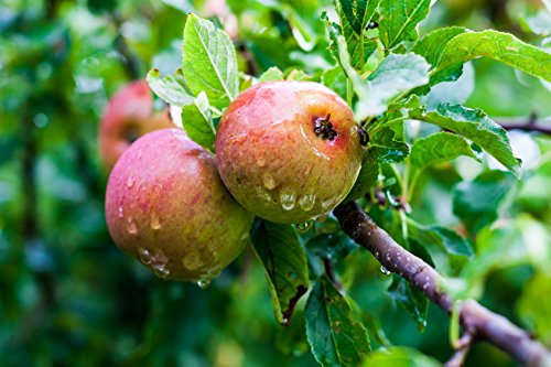 Müller Münchehof GmbH Baum des Jahres 2013 - Wildapfel im Container Größe 125 bis 150 cm