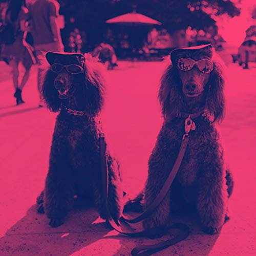 Music for Anxious Hound (Jazz Quintet)
