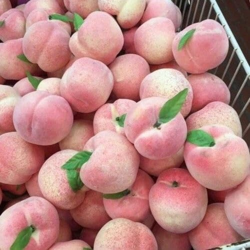 25pcs Peach Fruit Tree,Pink