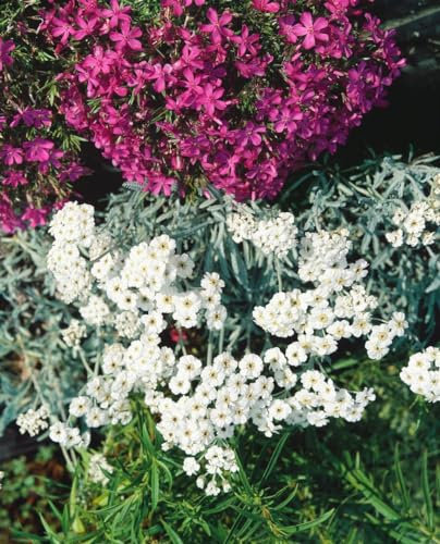 Achillea x kellereri ca. 9x9 cm Topf, Silber-Garbe, weiße Blüten, Blütezeit Juni-August, ideal für Steingärten, trockenheitsresistent, pflegeleicht