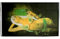 Flagge Cannabis Hippie Girl - 90 x 150 cm