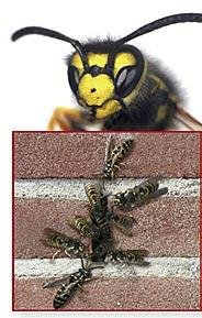 100er Set Stoßfugenlüfter Bienenbeisser Fugenlüfter 70mm rostfrei aus Edelstahl