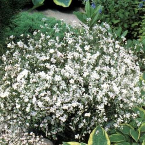 6 x Linum Perenne 'Diamant' - Staudenlein Diamant Topf 9x9cm