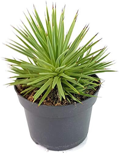 Fangblatt - Agave striata var. nana - klein bleibende Stachelschweinagave o. Seeigelagave - sehr pflegeleichte Zimmerpflanze für das Südfenster