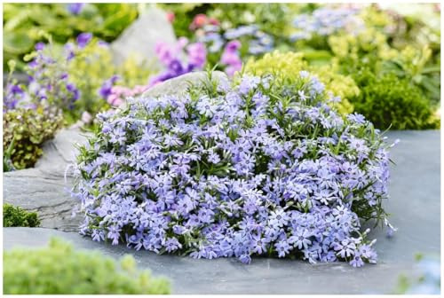 Stauden Gänge 1 x Phlox subulata 'Fabulous Blue Dark Center' (Winterhart/Staude/Bodendecker/Mehrjährig/Stauden/Immergrün) Polster-Phlox - Blauer Teppich mit faszinierendem Kontrast - Trittfest