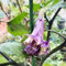 engelstrompete pflanze samen、 winterharte kübelpflanzen、Dekorative Pflanzen samen anzucht、pflanzen winterhart draußen geschenke für gartenliebhaber、bienenfreundlich gartendeko für 200pcs