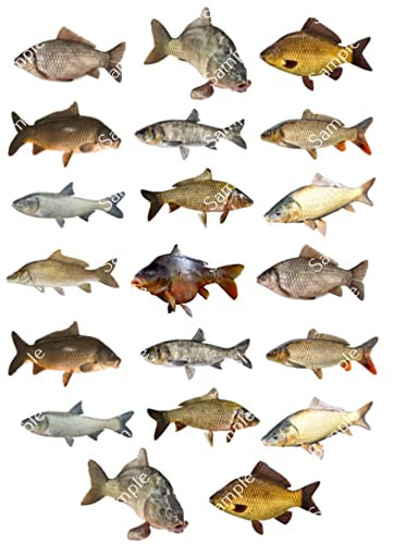 20 x Pre-Cut Carp Fish Fishing Edible Wafer Cupcake Topper Cake Decoration