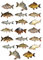 20 x Pre-Cut Carp Fish Fishing Edible Wafer Cupcake Topper Cake Decoration