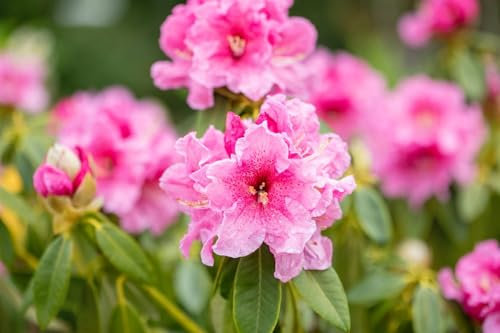 Rhododendron 'Spätlese' 50-60 cm Ballen winterhart immergrün