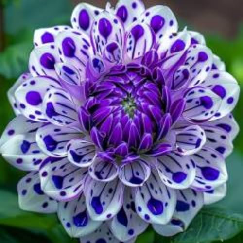 Dahlienzwiebeln Dahlien Sind KräFtig Und Wachsen Schnell Kä Dahlien E Dahlienzwiebeln Blumenzwiebeln MehrjäHrig Winterhart-6zwiebelns-H