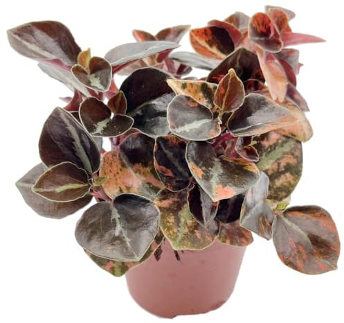 Fangblatt - Peperomia „Crème Brûlée“ – mini Zimmerpflanze mit rot-grün panaschierten Blättern – pflegeleicht & kompakt – im Ø 8 cm Topf - außergewöhnliche Grünpflanze