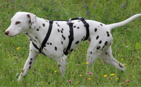 Feltmann NoExit Brustgeschirr ausbruchsicher, Soft, Uni Schwarz, 30-50cm, 15mm