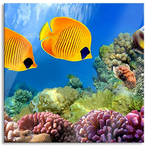 Pixxprint Glasbild, Wandbild auf Echtglas, Fische Korallenriff, 80x80 cm, inkl. Aufhängung und Abstandshalter