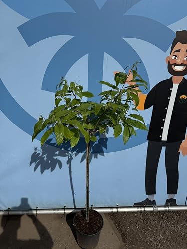 Sunny Tree - Esskastanie (Castanea sativa) – 150 cm - winterhart & essbar - robuster Nussbaum für Garten & Terrasse