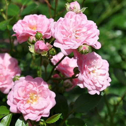 Bodendeckerrose 'The Fairy'®, rosa, Topf 3 Liter, 4 Pflanzen