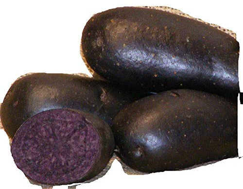 Sycamore Trading Semi di patata viola per 10 tuberi Varietà di patata precoce viola con buccia liscia blu scuro o viola e polpa di colore blu intenso.