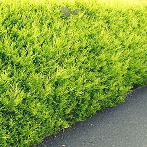 Gardline - Gelbe Zypresse 180-200cm. 3-150 Chamaecyparis Ivonne. Dichte Koniferen Hecke - 3 St. (ca. 1,5 Meter)