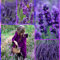 Ncient 1 Bolsa de 20/50/100 Semillas de Lavanda Morada Bonsai Jardín Semillas de Flores Plantas para Interior y Exteriores