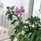 pianta di geranio limone - semi - Serie piante rare - fiori da balcone decorazione floreale fiori di geranio limone piante da giardino semi erbe aromatiche appartamento resistenti per 85pcs