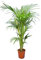 XL Kentia Palme Howea Forsteriana wunderschöne Zimmerpflanze sehr pflegeleicht 160-180cm Pot Ø 24 cm [4200]