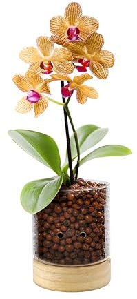 Pot & Pebble C3 Glass Orchid Pot, Wood Base - LECA Semi-Hydroponic Planter