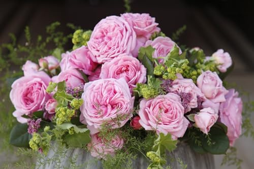 Rose 'Rosengräfin Marie Henriette' im Topf Rosa duftend winterhart