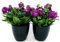 POWERS TO FLOWERS - VIOLACIOCCA A FIORE DOPPIO, LILLA E ROSA INTENSO, IN VASO CERAMICA NERO A RIGHE, 2 PIANTE, piante vere