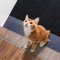 Carpet Protector for Pets - Cat Carpet Protector for Doorway,Cat Scratch Guard Carpet, 5.2FT Clear Heavy Duty Non-Slip Plastic Carpet Protector