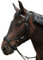 Brama West Ledertrense Flying Horse - anatomisch - für das sensibelste Pferd geeignet - schwarz - Gr. Cob