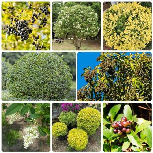 250 Pcs Liguster Heckenpflanzen Samen - Ligusterhecke Samen - Gartenpflanzen Winterhart, Wohnzimmer Pflanzen Ligusterhecke Samen, Kräuter Pflanzen, Luftreinigende Zimmerpflanzen Samen