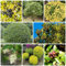 250 Pcs Liguster Heckenpflanzen Samen - Ligusterhecke Samen - Gartenpflanzen Winterhart, Wohnzimmer Pflanzen Ligusterhecke Samen, Kräuter Pflanzen, Luftreinigende Zimmerpflanzen Samen