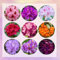 azalee winterhart samen - bienenwiese saatgut mehrjährig winterhart rhododendron pflanze extrem winterharte kübelpflanzen bienenweide saatgut mehrjährig blumenwiese samen 120pcs