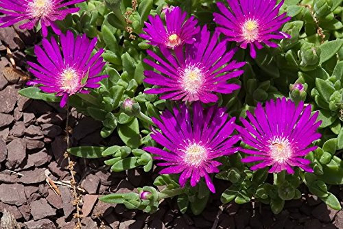 Stardust Eispflanze Mesembryanthemum Delosperma Floribunda, Violett, 25 Samen