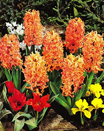 5 Hyazinthen Gipsy Queen duftend Blumenzwiebeln