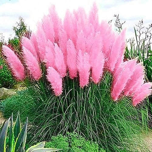 PERZOE 200pcs graines de cortaderia selloana, herbe de pampa jardin plante ornementale décor à la maison Rose Graines de Cortaderia Selloana