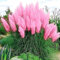 PERZOE 200pcs graines de cortaderia selloana, herbe de pampa jardin plante ornementale décor à la maison Rose Graines de Cortaderia Selloana
