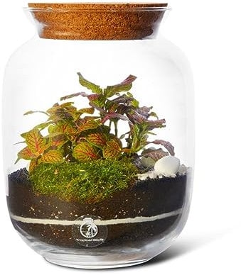 Closed DIY Terrarium Kit (H: 22cm D: 17cm) – 2 Real Plants, Moss & Handmade Glass Jar with Cork Lid Included – Complete Self-Sustaining Indoor Garden Ecosystem Kit – Unique Gift for Home or Office