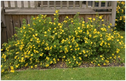 Stauden Gänge 1 x Potentilla fruticosa 'Kobold' Gelber Fingerstrauch | Gelbe Heckenpflanze für Sonne bis Halbschatten, Blüte Ende, mehrjährig, schnittverträglich, 9x9 cm Topf
