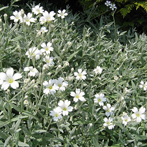 6 x Cerastium Tomentosum 'Columnae' - Perenni Vaso 9cm x 9cm