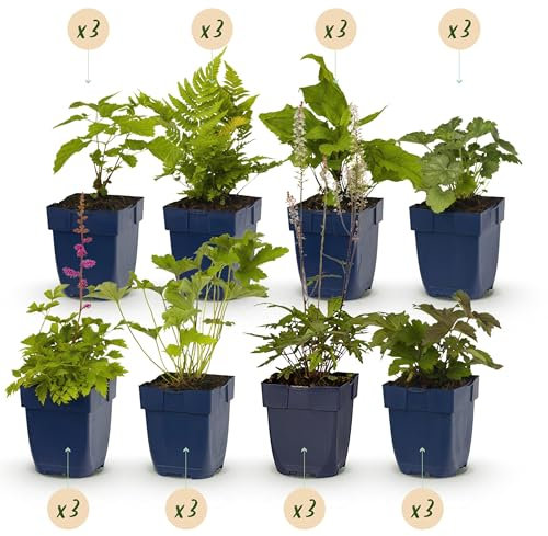 GreenboutiQ - Kit de plantes vivaces - Ombre - 24 Plantes Vivaces - Pour 3 m2 - Couleurs Variées - Peu d'Entretien - Pot de 11 cm