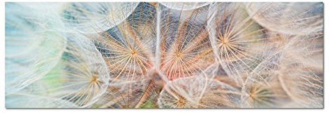 Paul Sinus Art Panoramabild auf Leinwand und Keilrahmen 150x50cm Pusteblume Löwenzahn weich Nahaufnahme