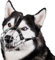 BRONZEDOG Hundemaulkorb Verstellbar Robustes PVC/Metalldrahtkorb für Große und Sehr Große Hunde mit Lederbändern Atmungsaktiv, Trinkfähig, Training, Verhindert Beißen (Husky & Doberman, Edelstahl)