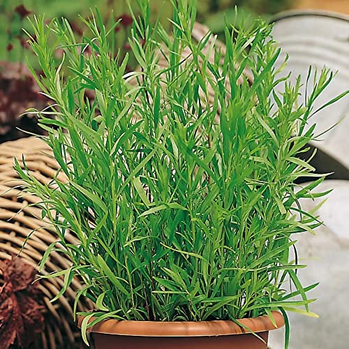 French Tarragon Plug Plants. 'Pfefferkorn'. Medium Plug Plants x 4. Perennial herb. Lovely Aniseed Flavour. Available from Bedwen Plants.