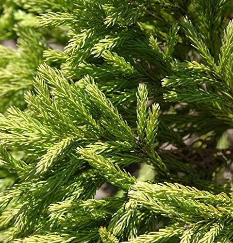 Japanische Sicheltanne Globosa Nana 50-60cm - Cryptomeria japonica - lebende Gartenpflanze aus den Baumschulen