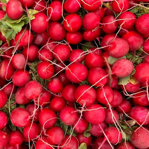 radieschen samen bio - gemüsesamen balkon rettich bodendecker kräuter saatgut gemüse bonsai deko pflanzen hochbeet gemüsebeet indoor garden alte sorten 250pcs